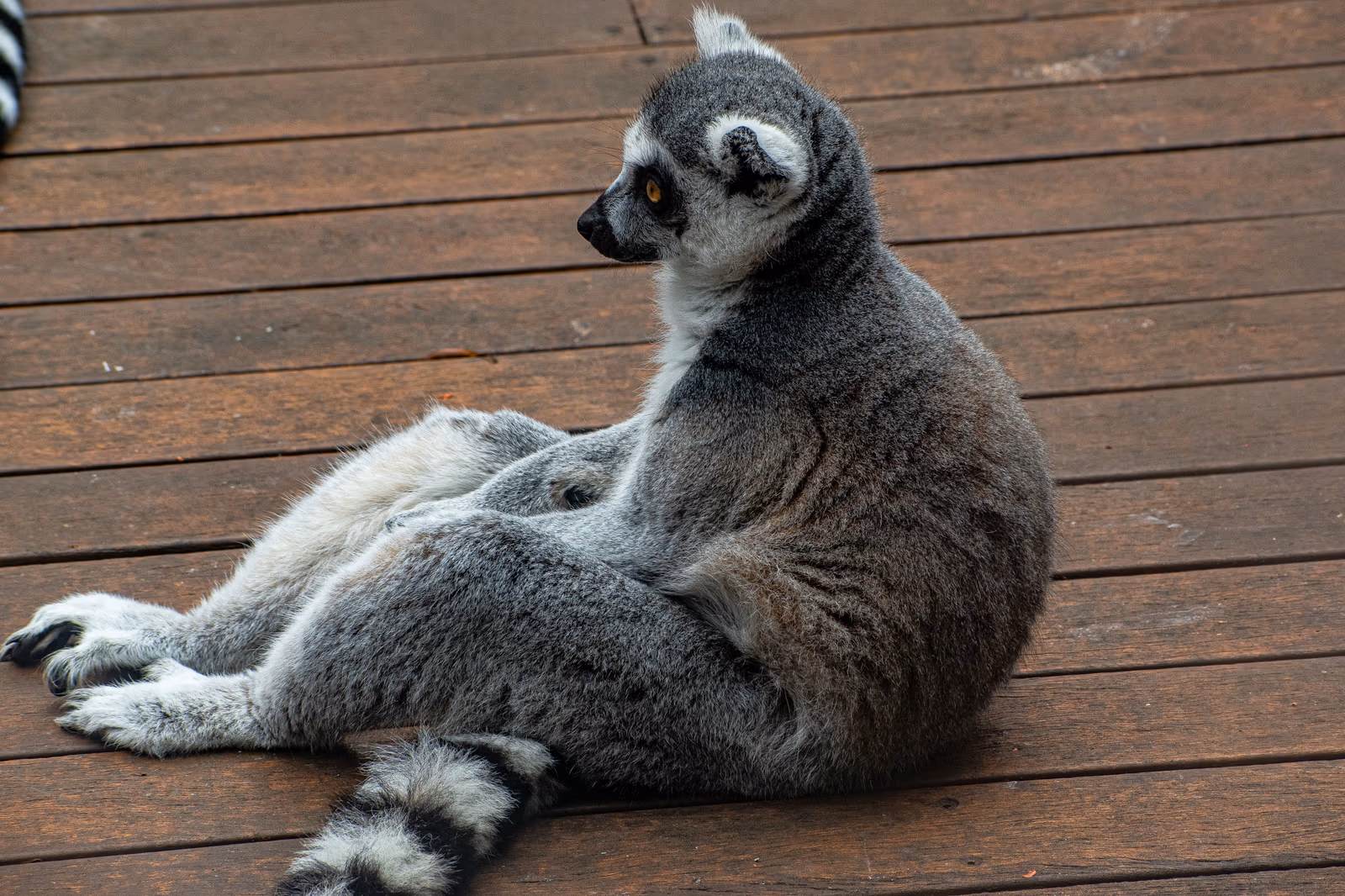 Ring-tailed Lemur