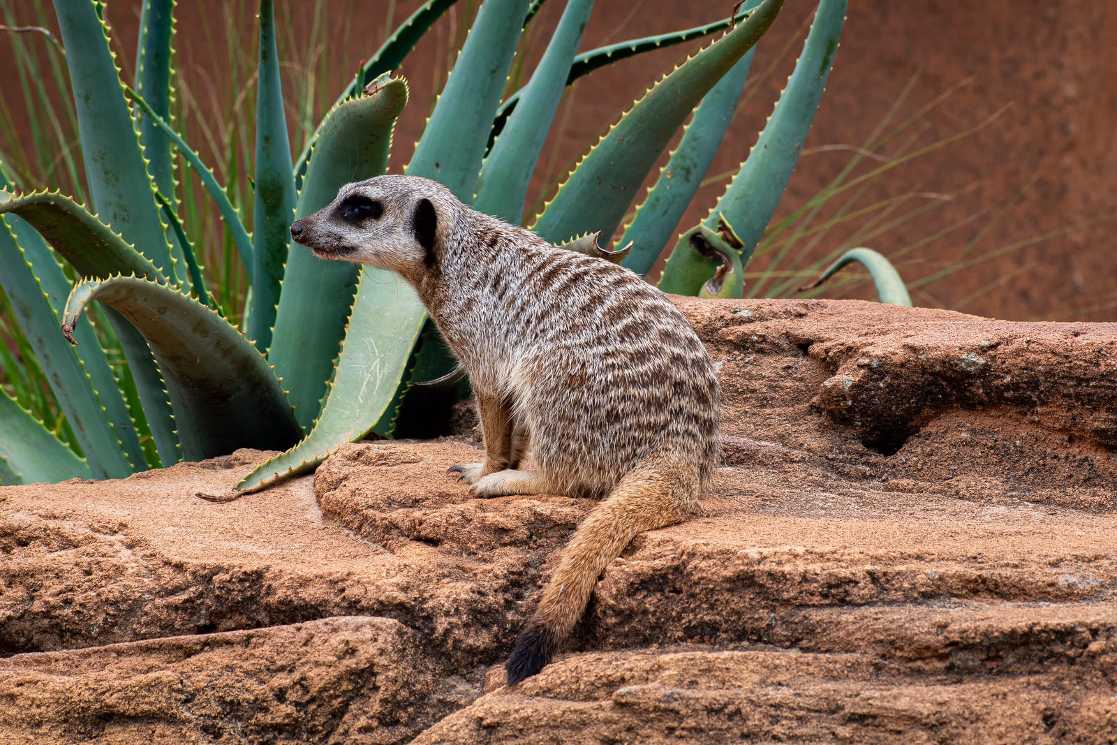 Meerkat on the Lookout