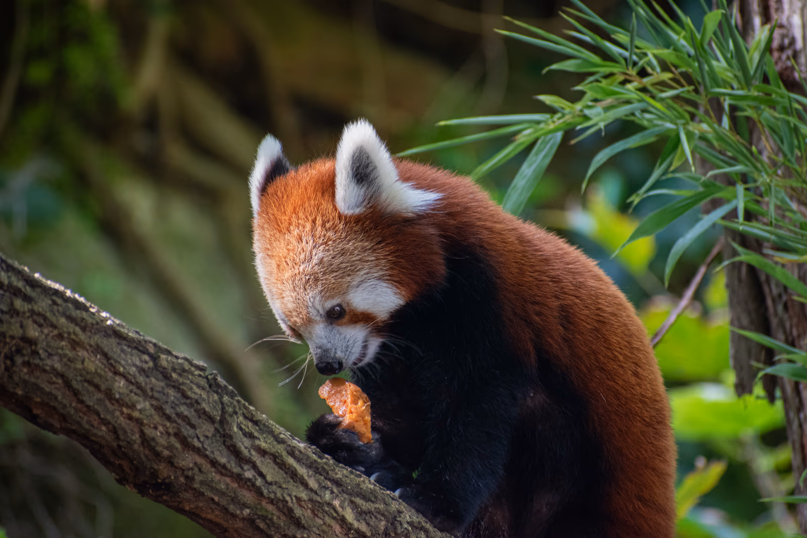 Red Panda Feeding