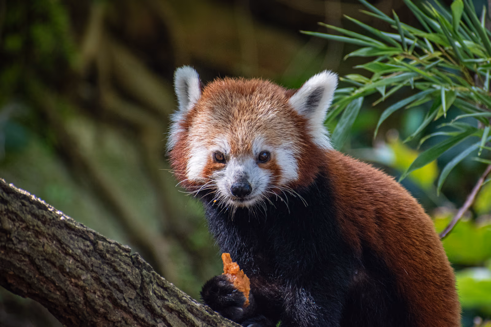 Red Panda
