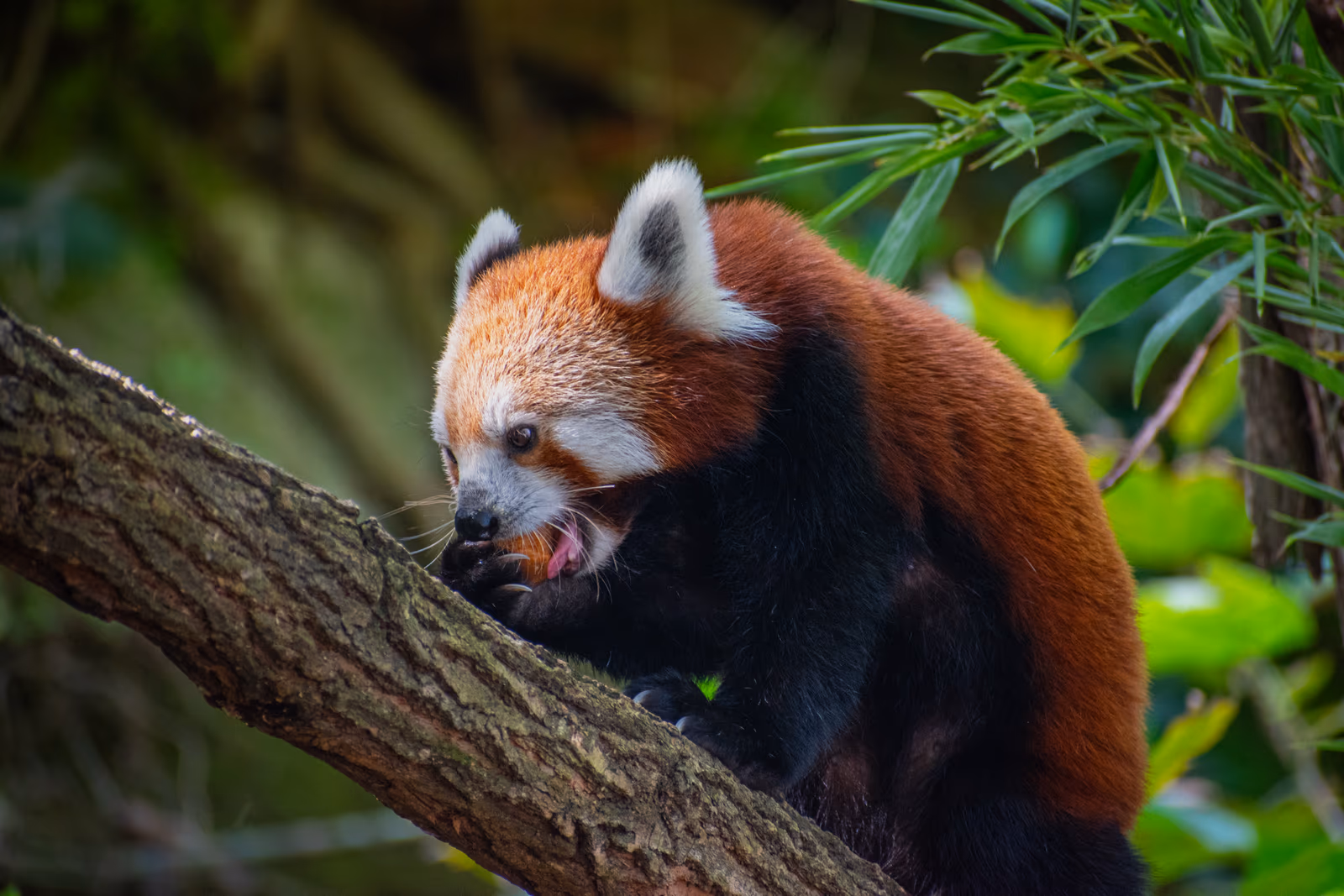 Red Panda Grooming