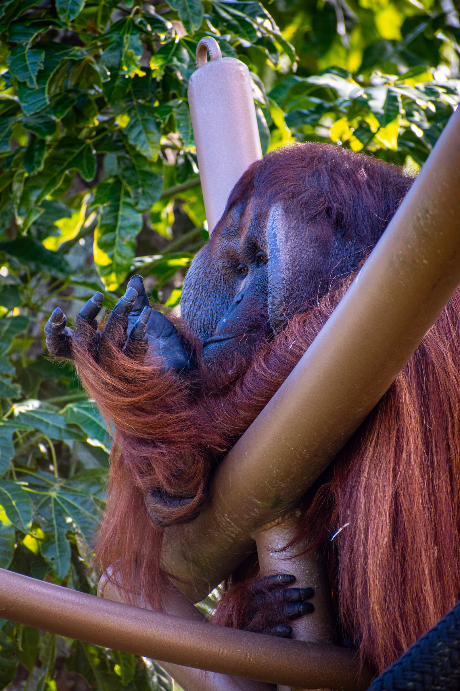 Orangutan