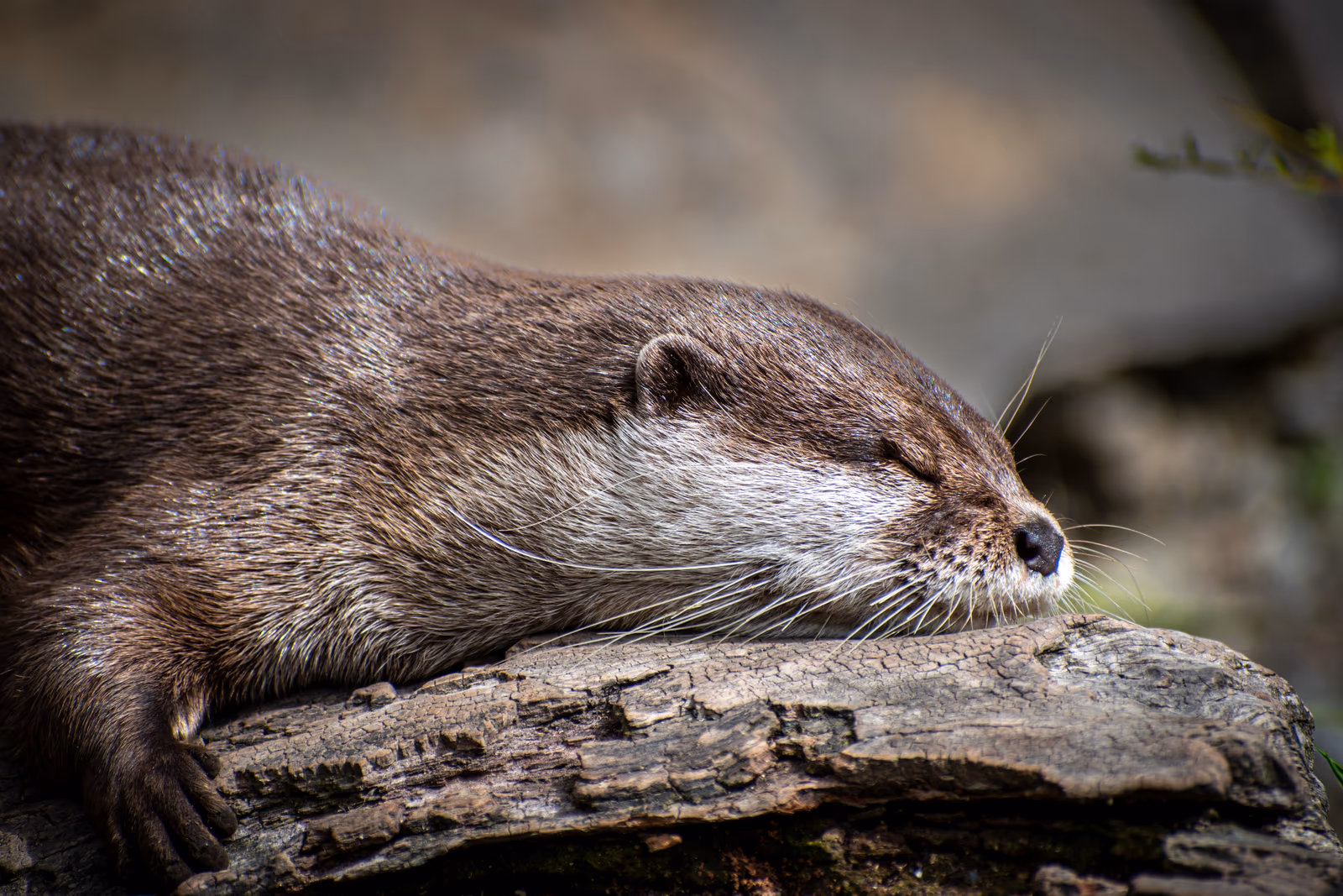 Sleeping Otter