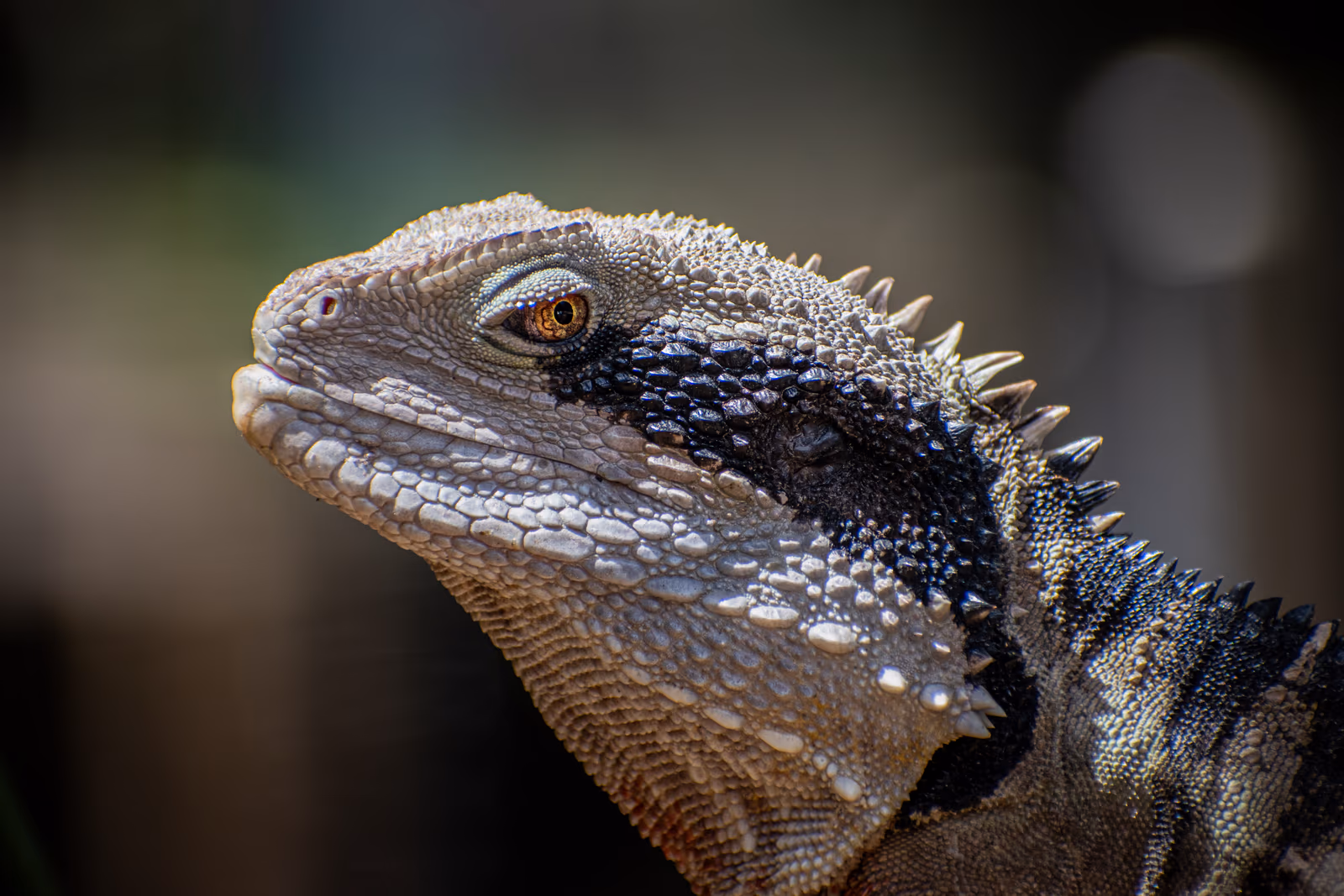 Water Dragon