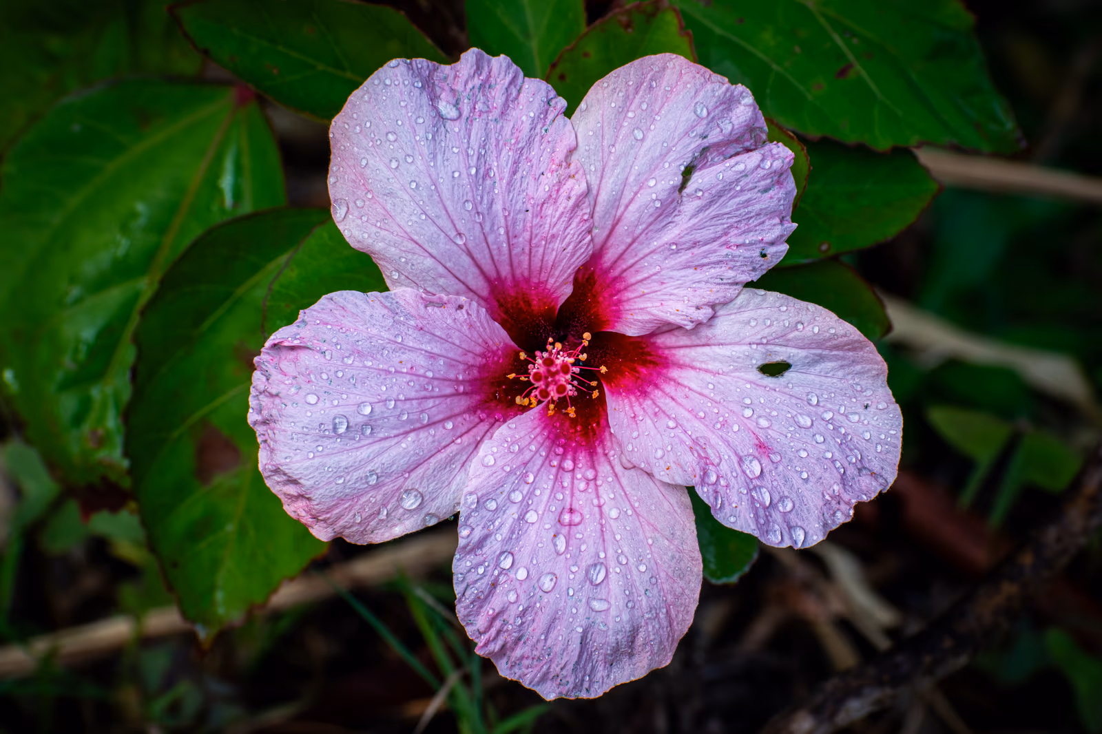 Hibiscus