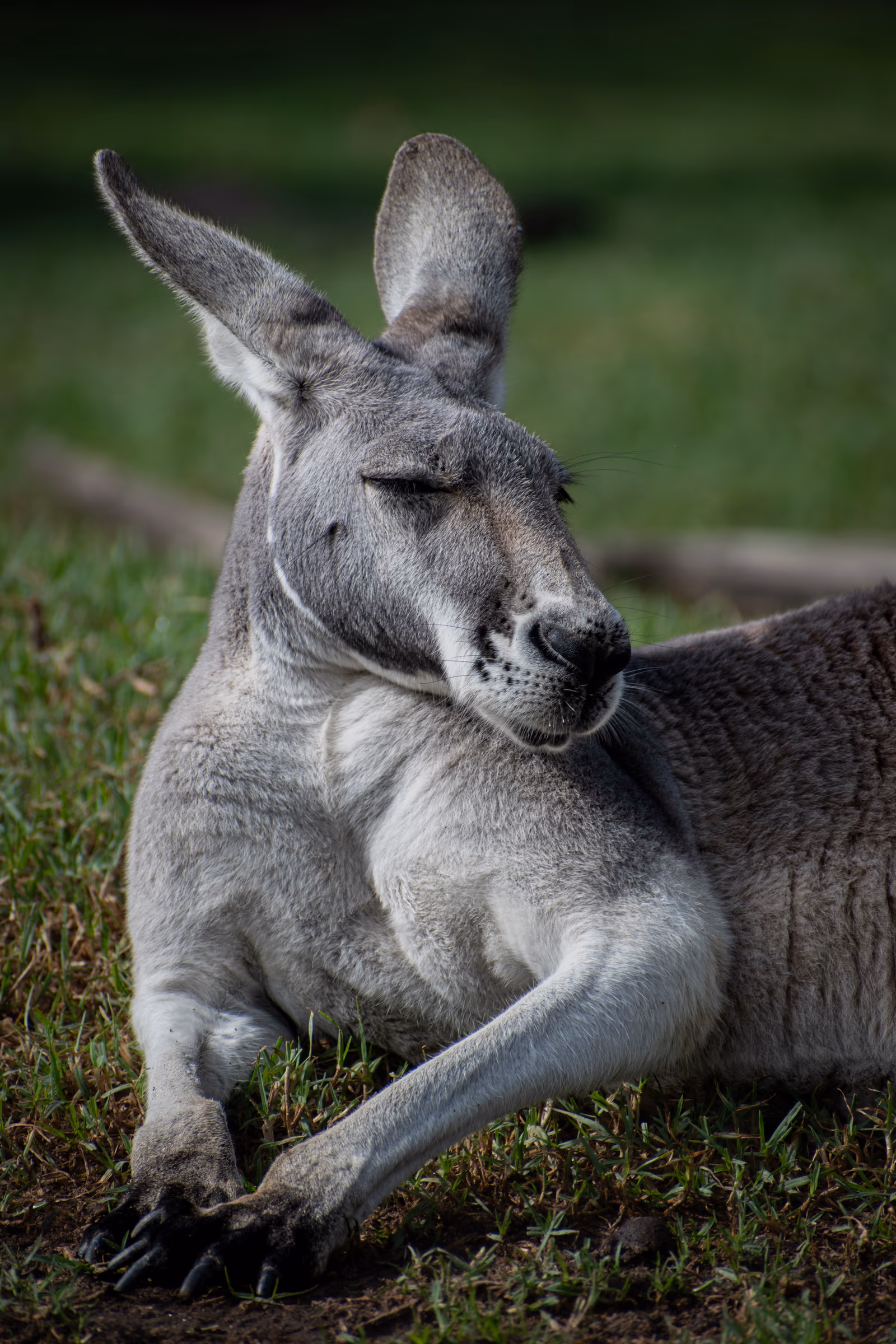 Red Kangaroo