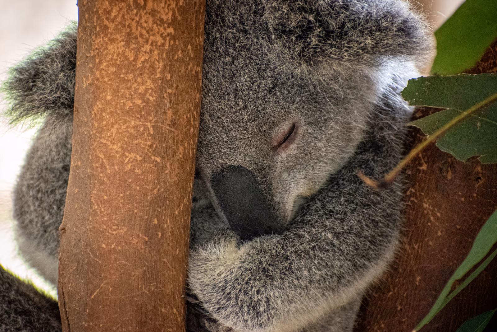 Koala Asleep
