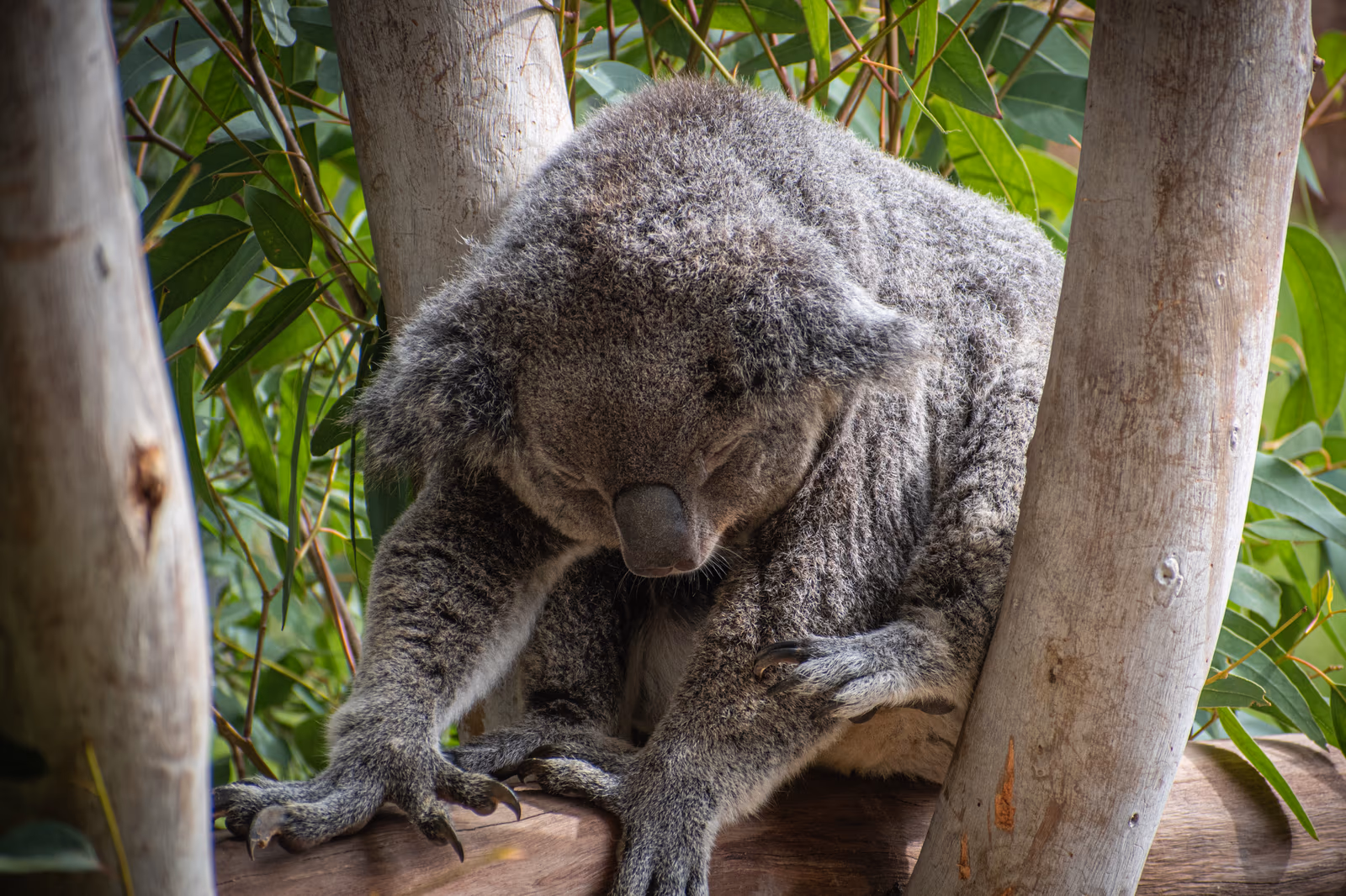 Resting Koala