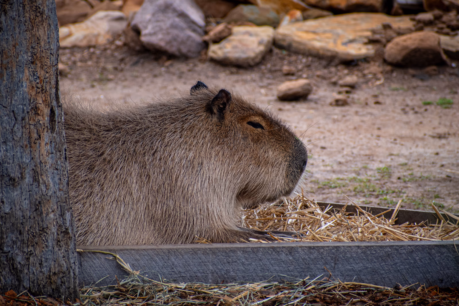 Capybara