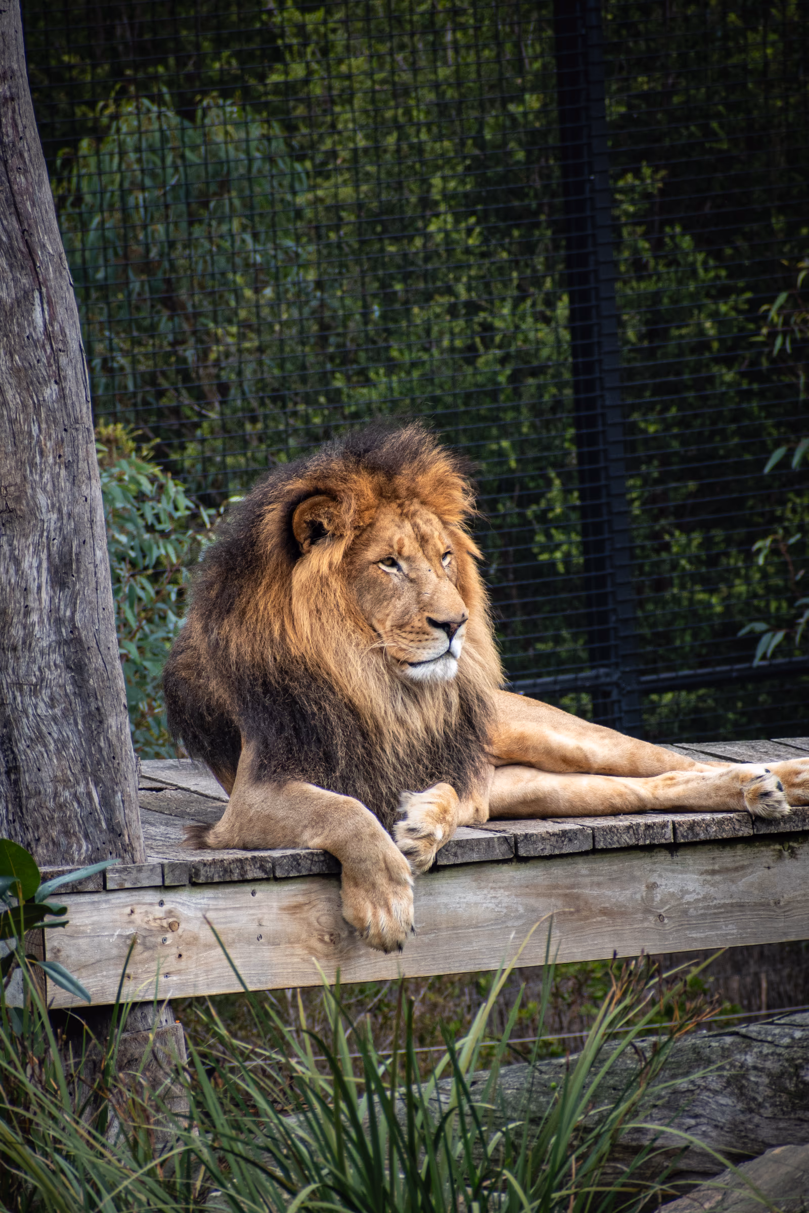 Lion at Rest