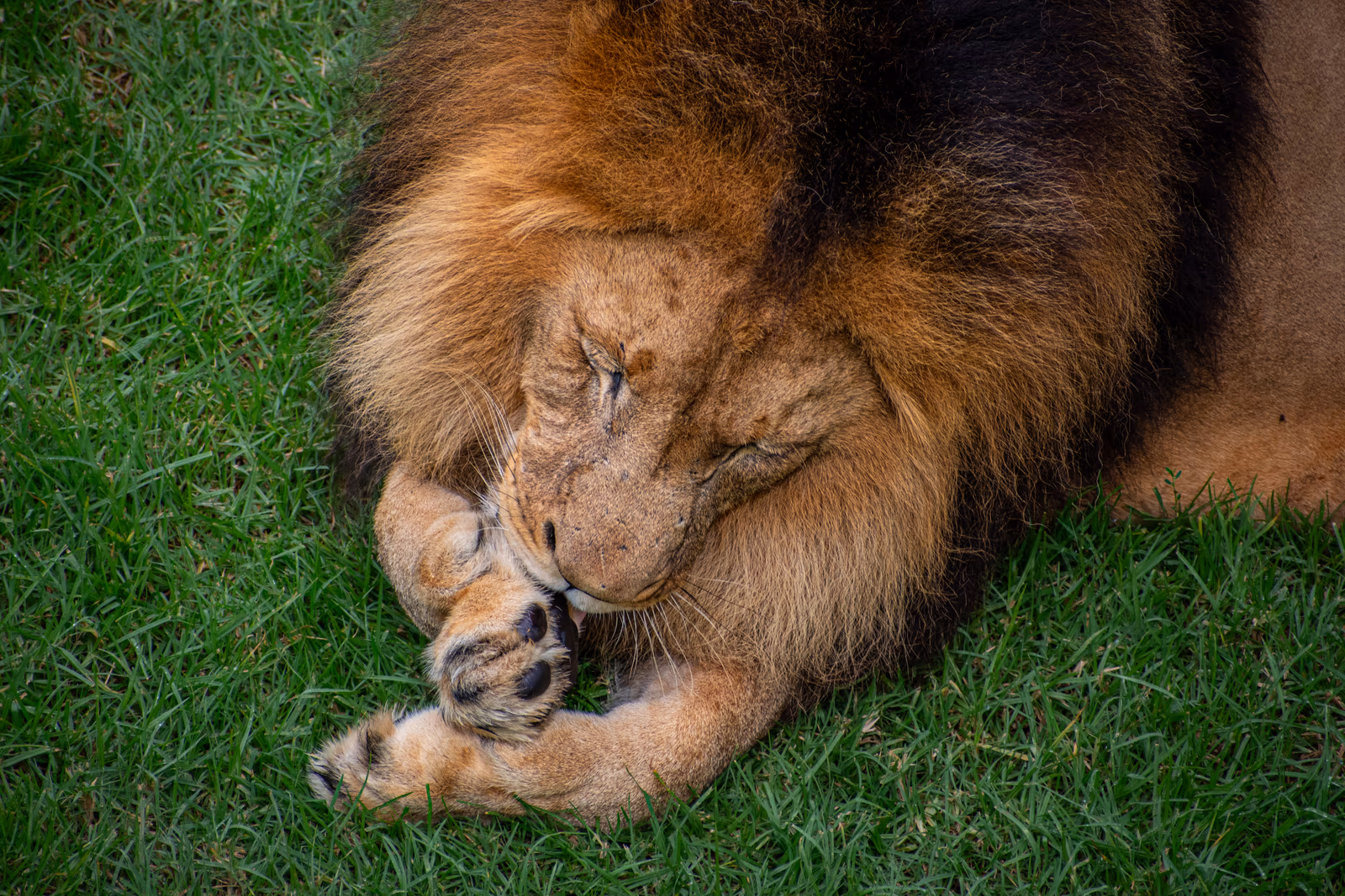 Lion Grooming