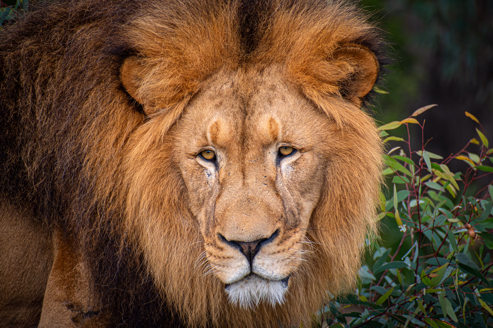 Lion Portrait