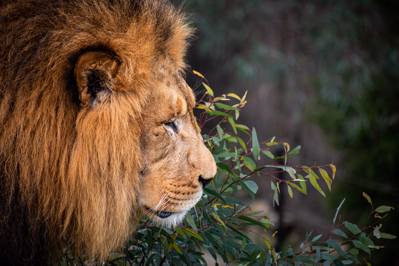 Lion in Profile