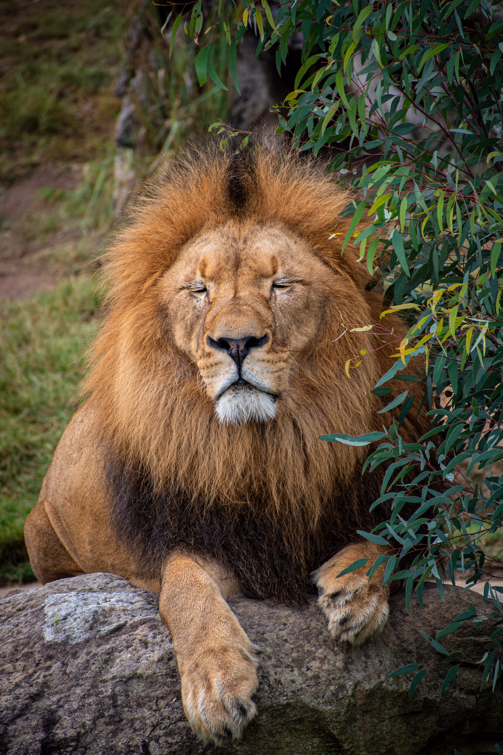 King on the Rock