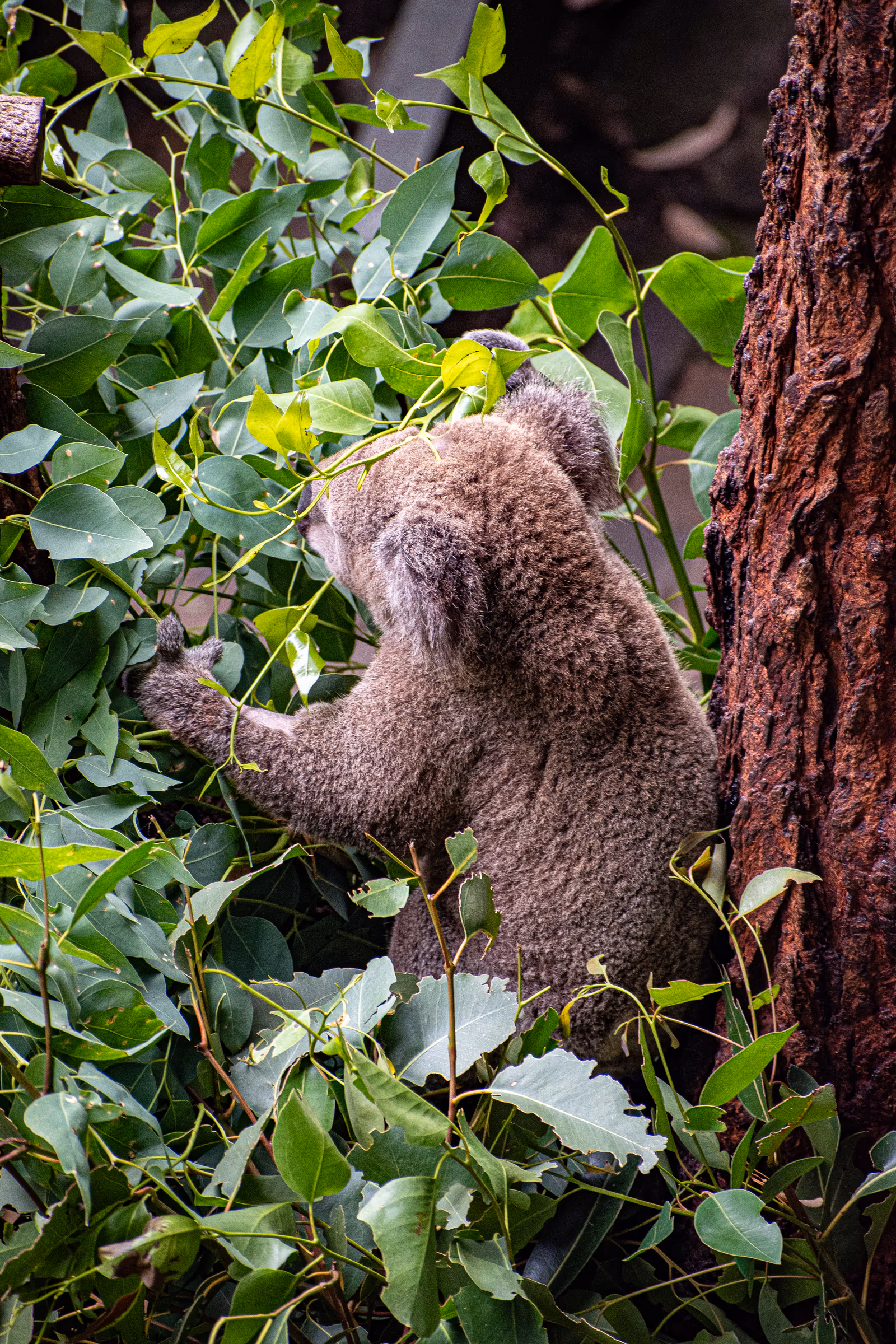 Koala in the Gums