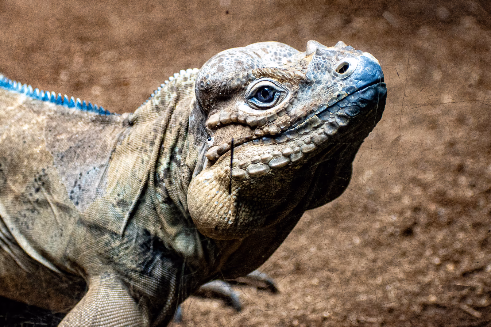 Blue Iguana