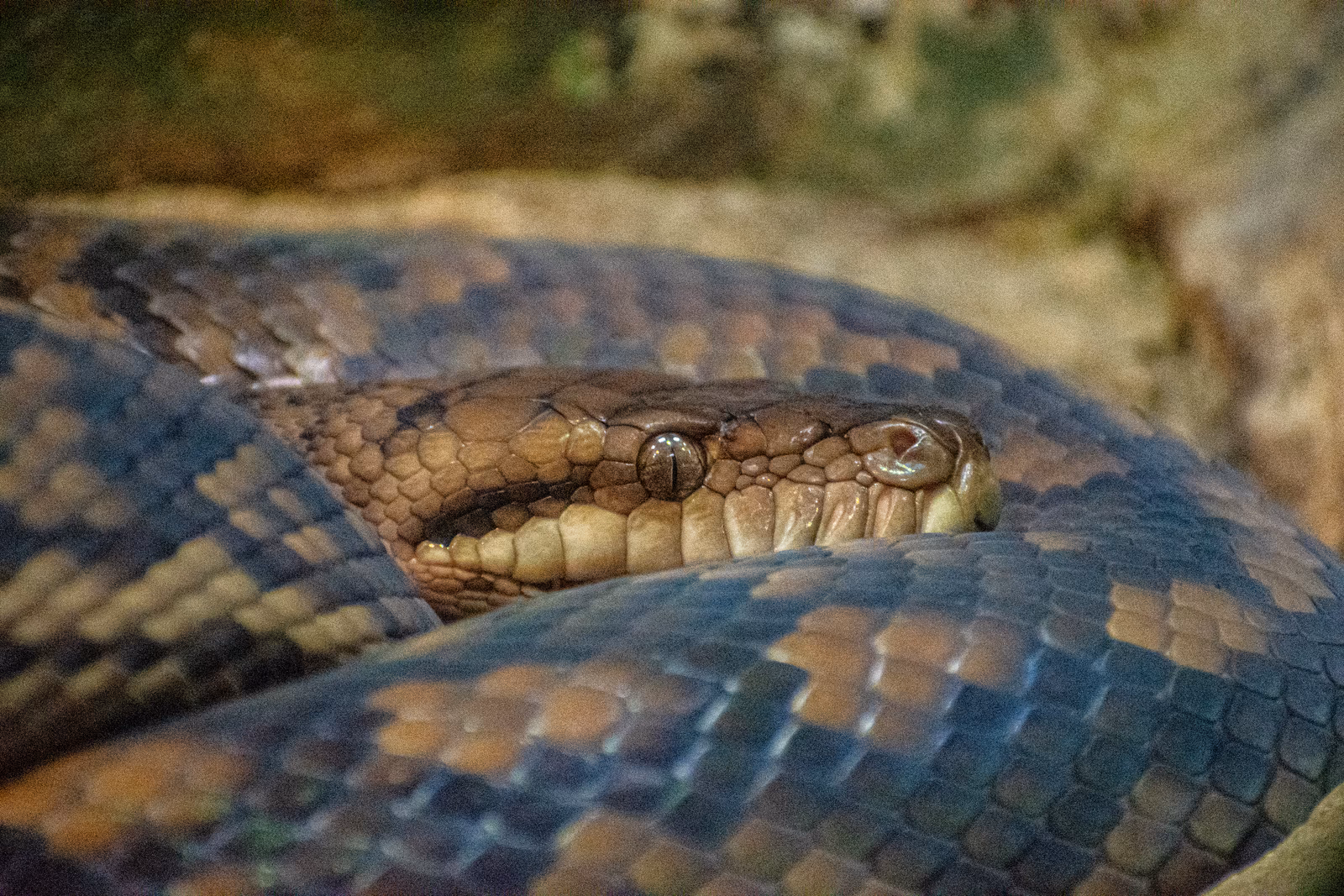 Coiled Python