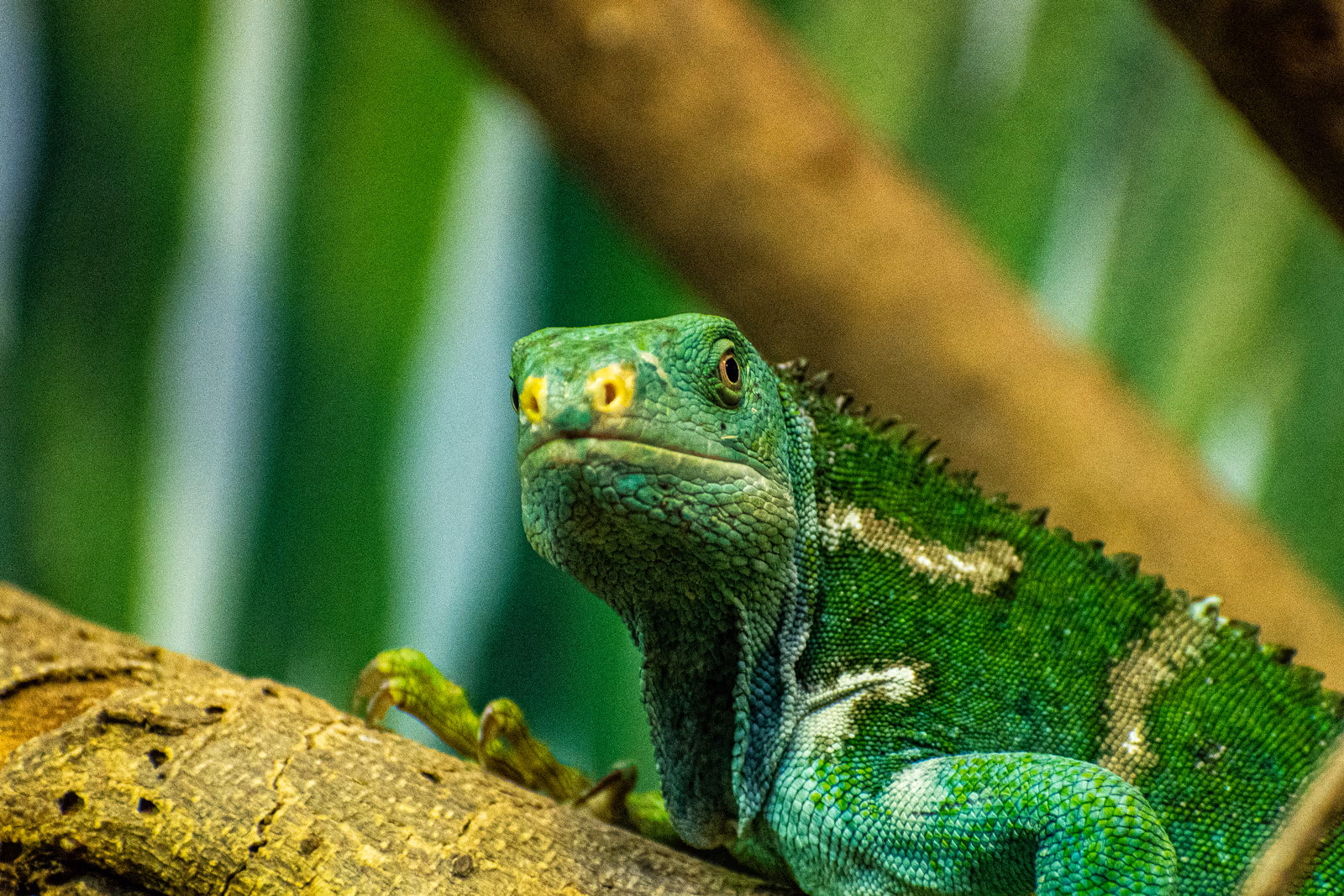 Fiji Banded Iguana