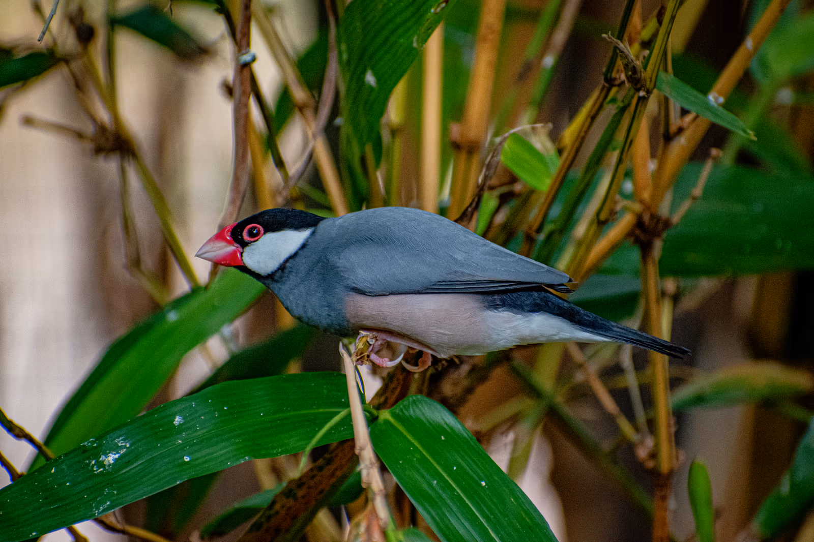 Java Sparrow