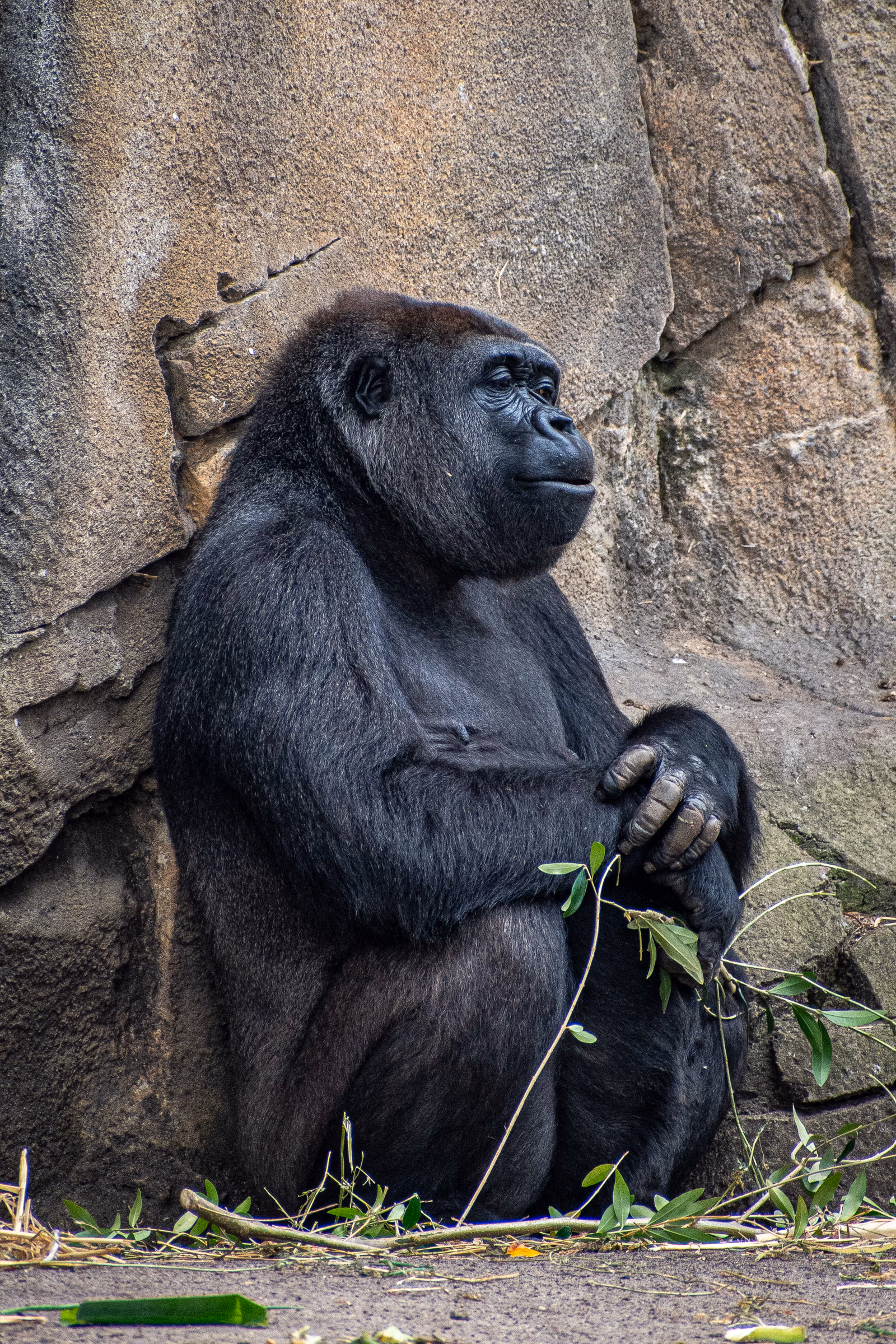 Gorilla at Rest