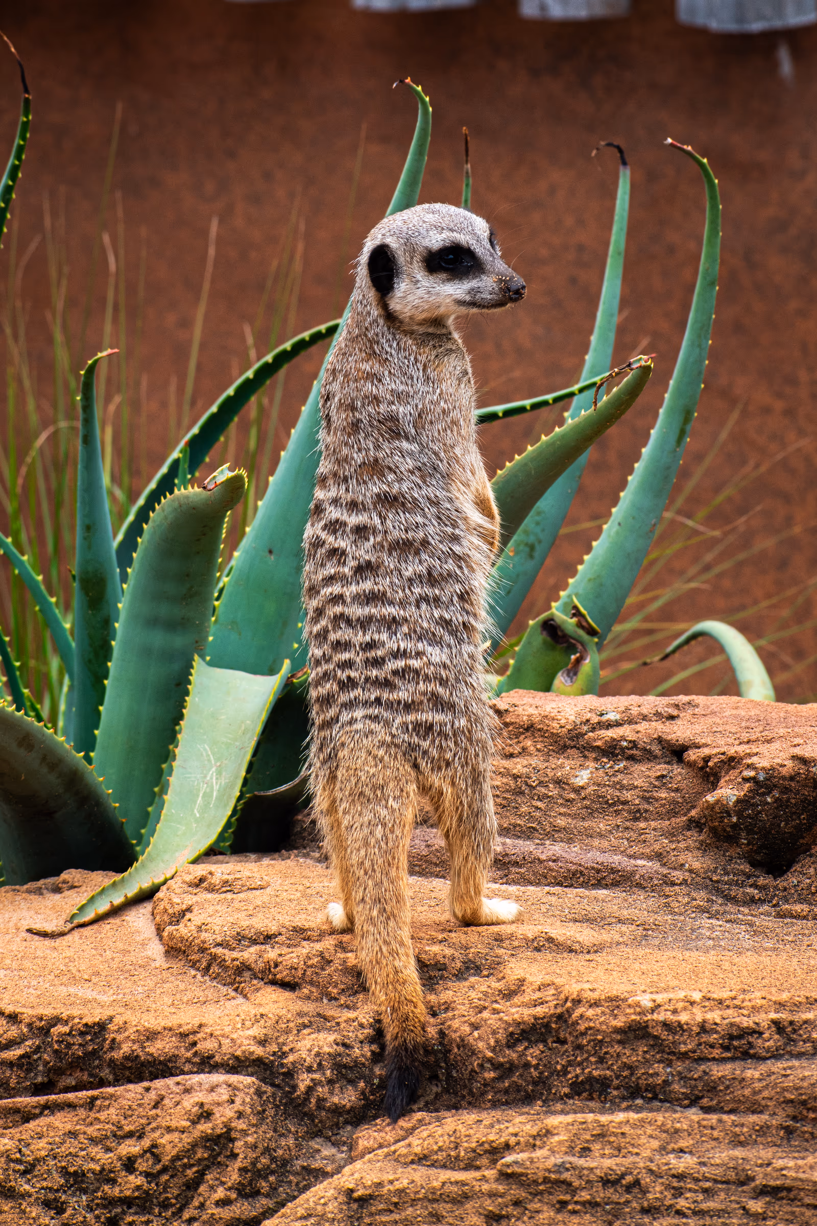 Meerkat Sentry