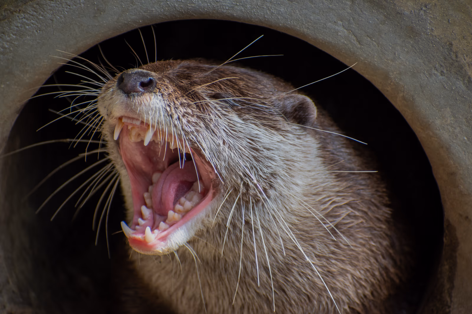 Otter Call