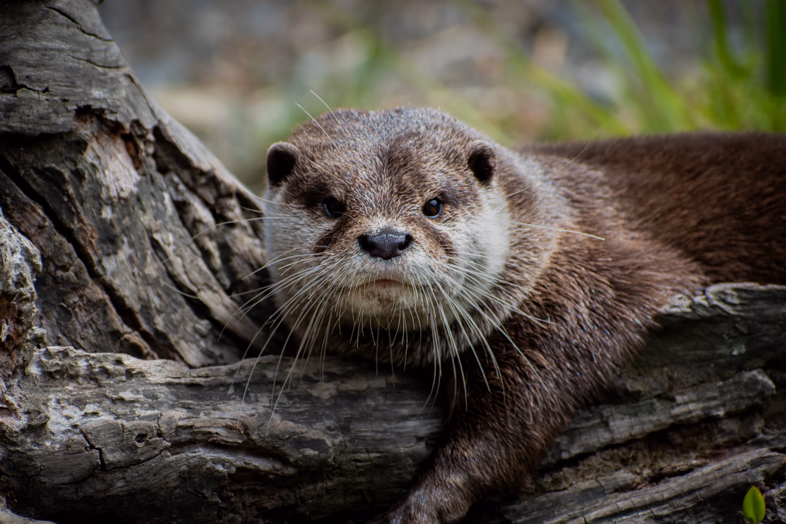 Otter at Rest