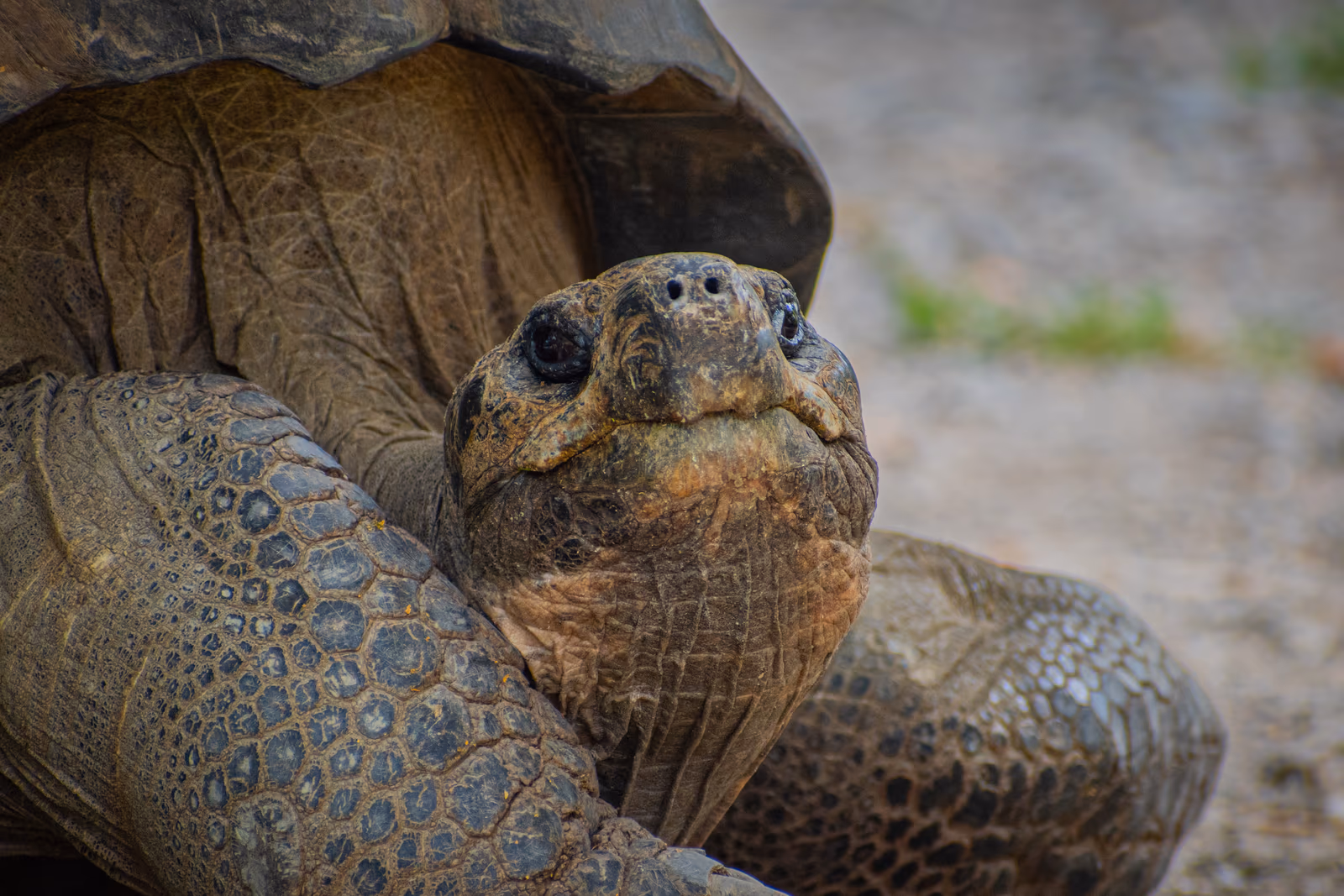 Giant Tortoise