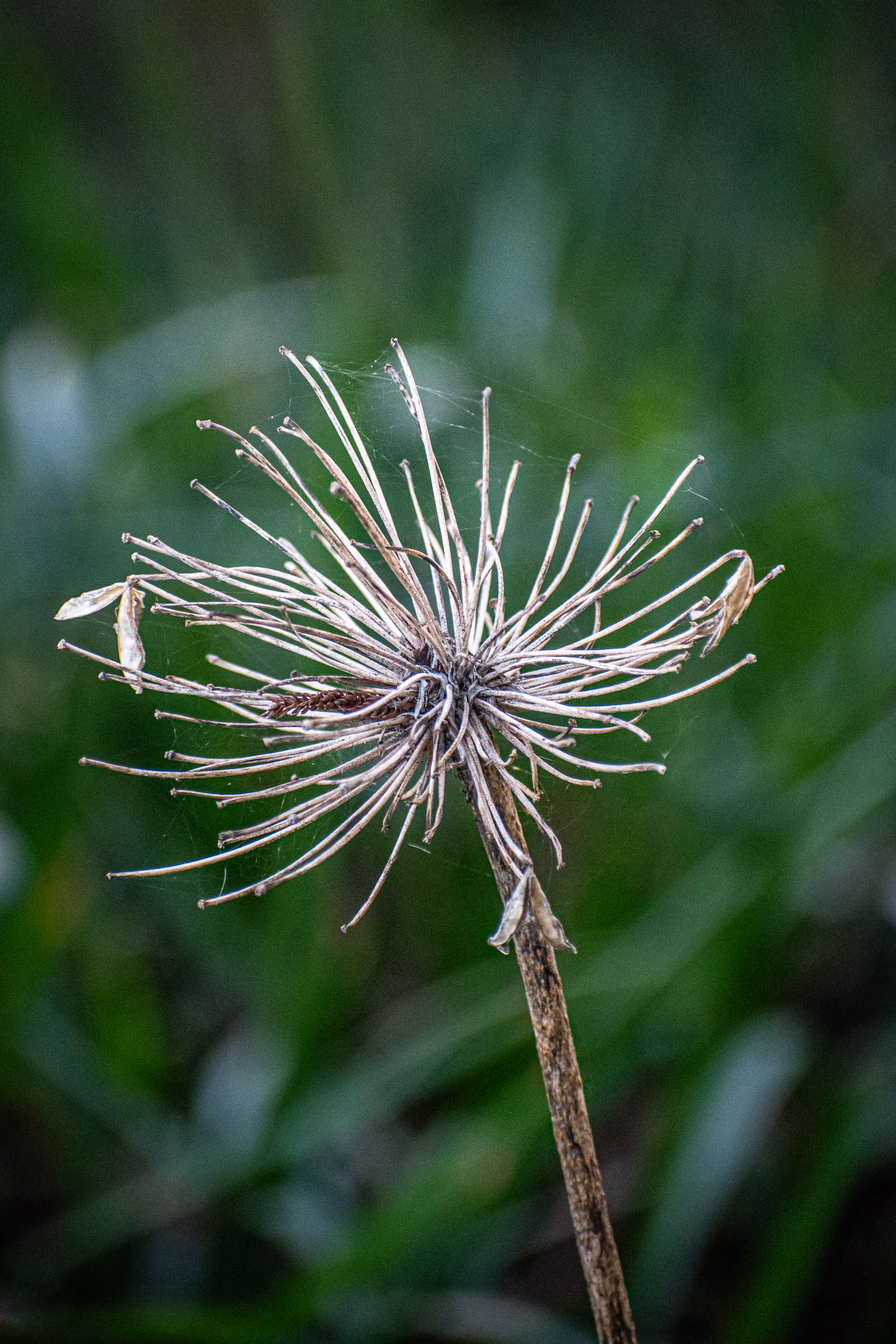 Seedhead