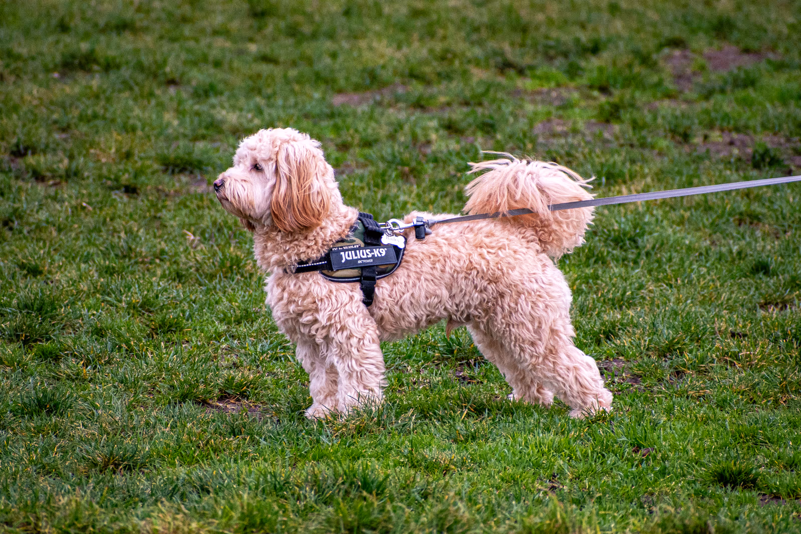 Out for a Walk