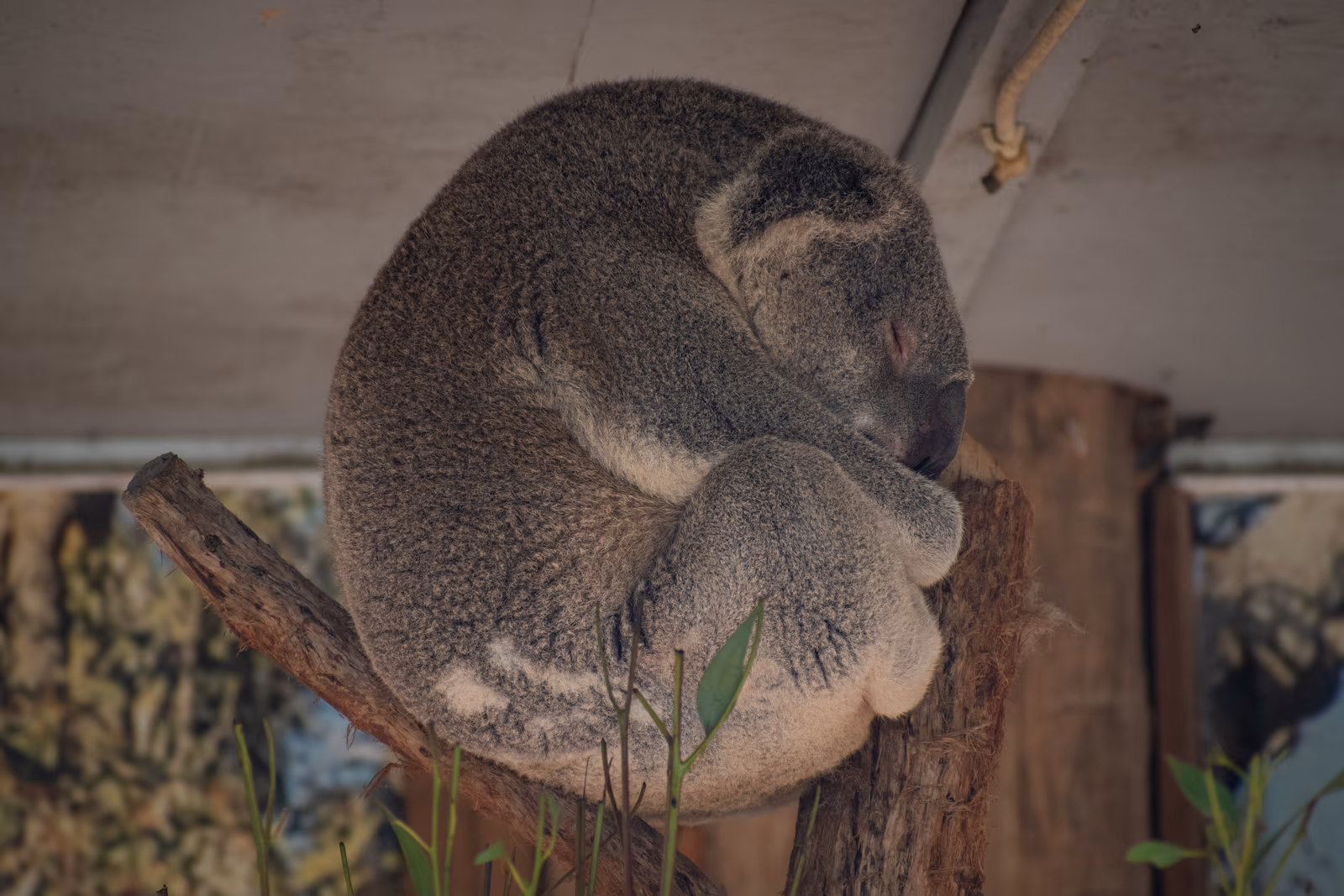 Sleeping Koala
