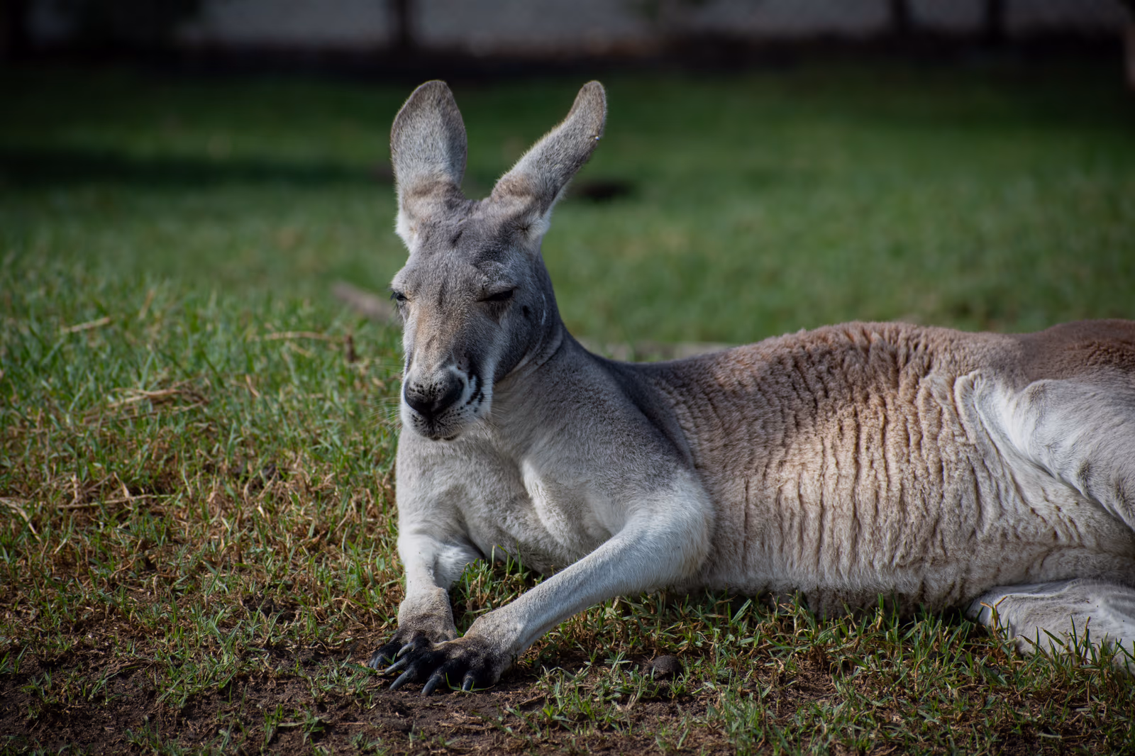 Kangaroo at Ease