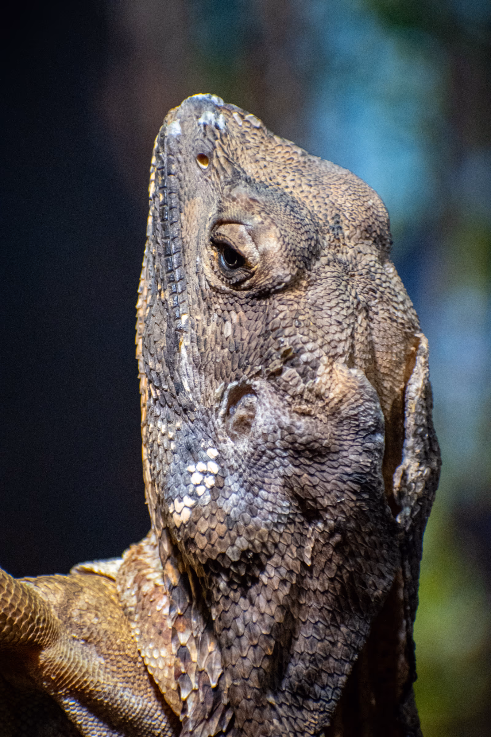 Frilled-neck Lizard