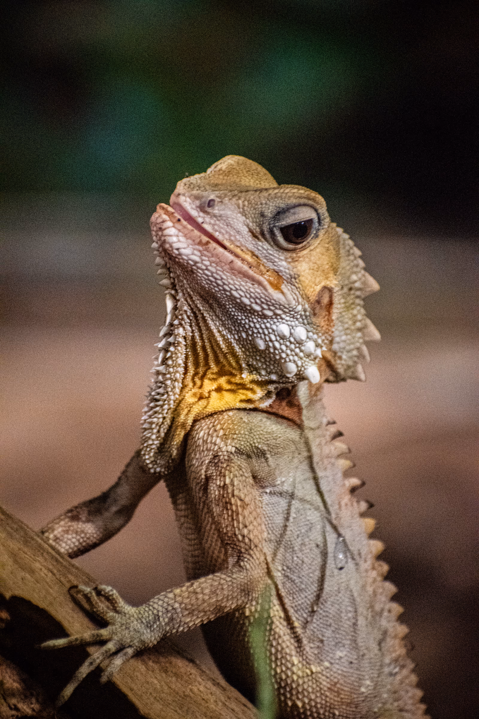 Boyd's Forest Dragon