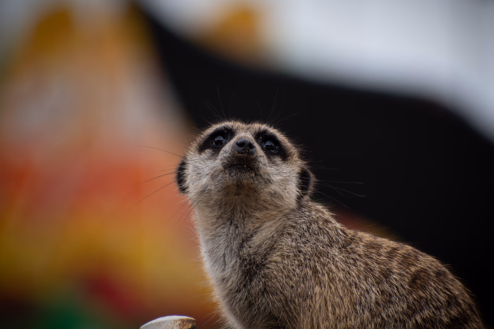 Curious Meerkat
