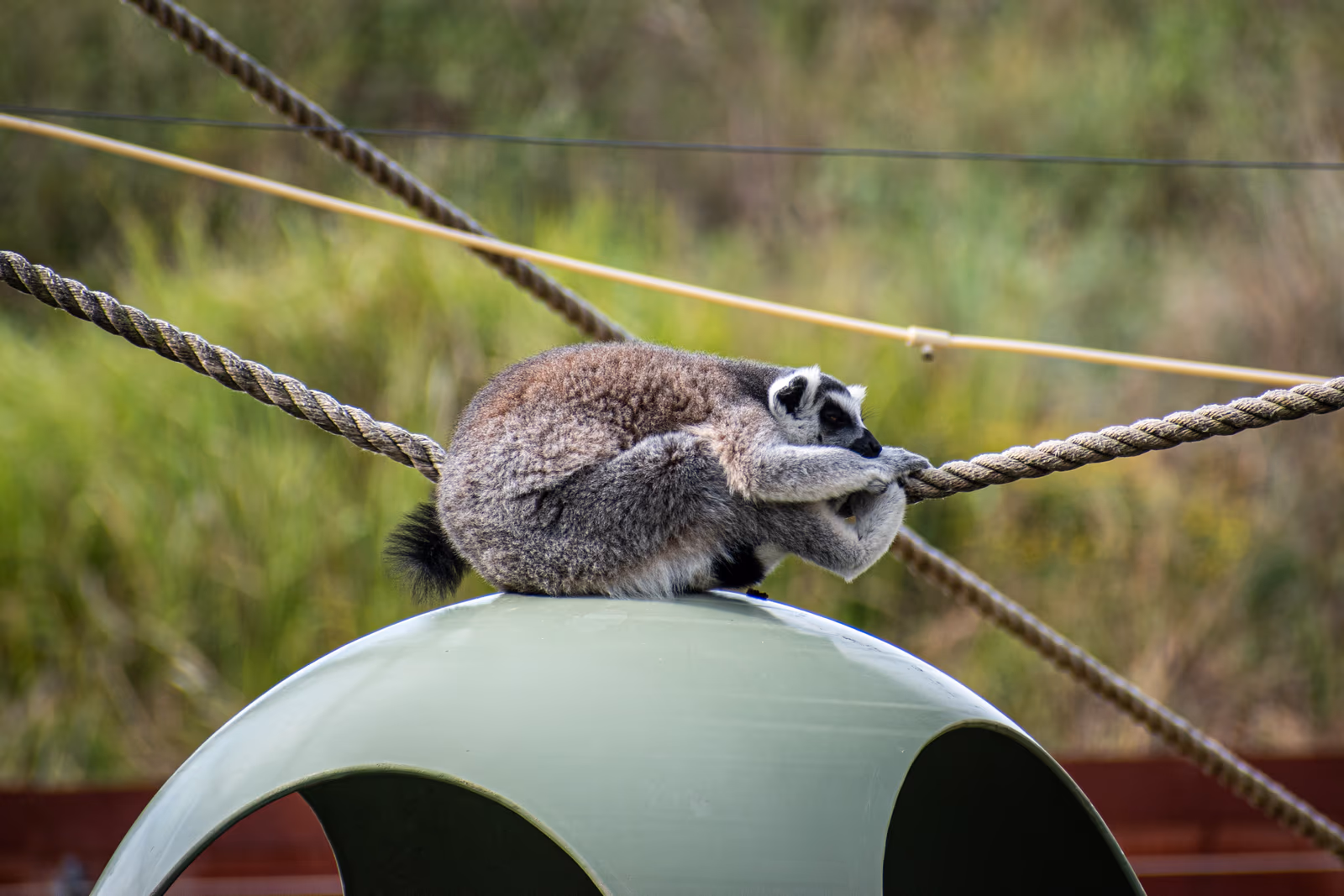 Lemur Curled Up