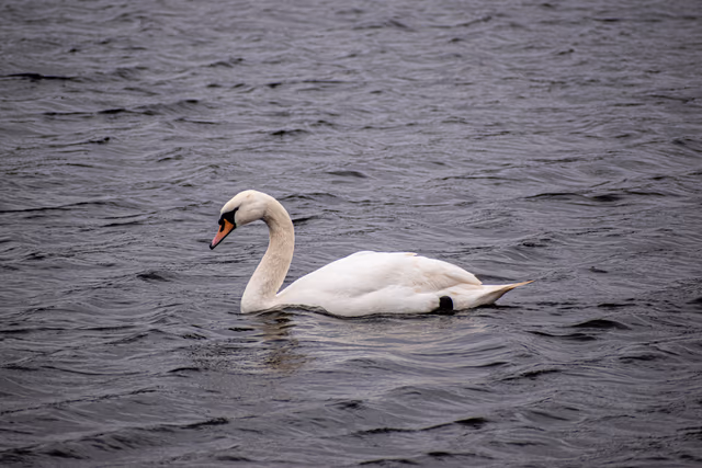 Mute Swan