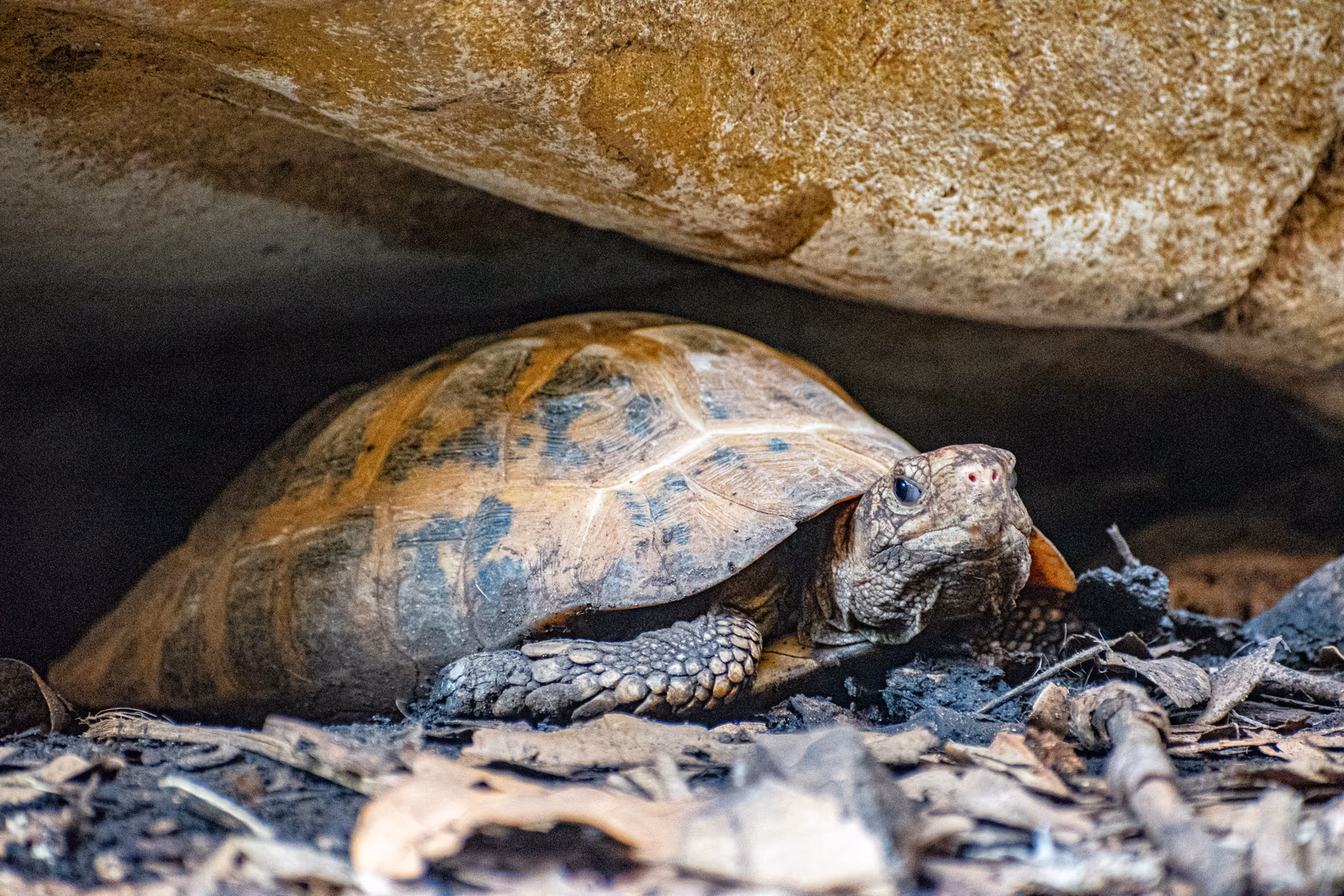 Tortoise in the Shade