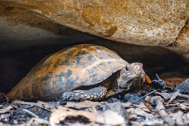 Tortoise in the Shade