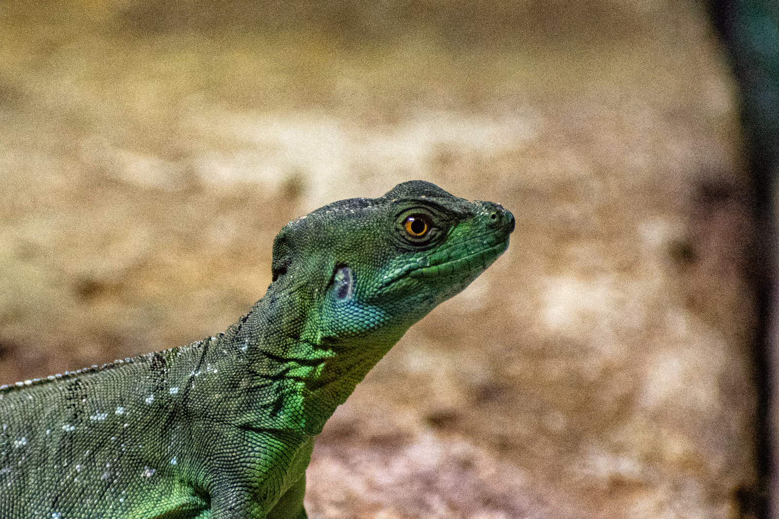 Plumed Basilisk