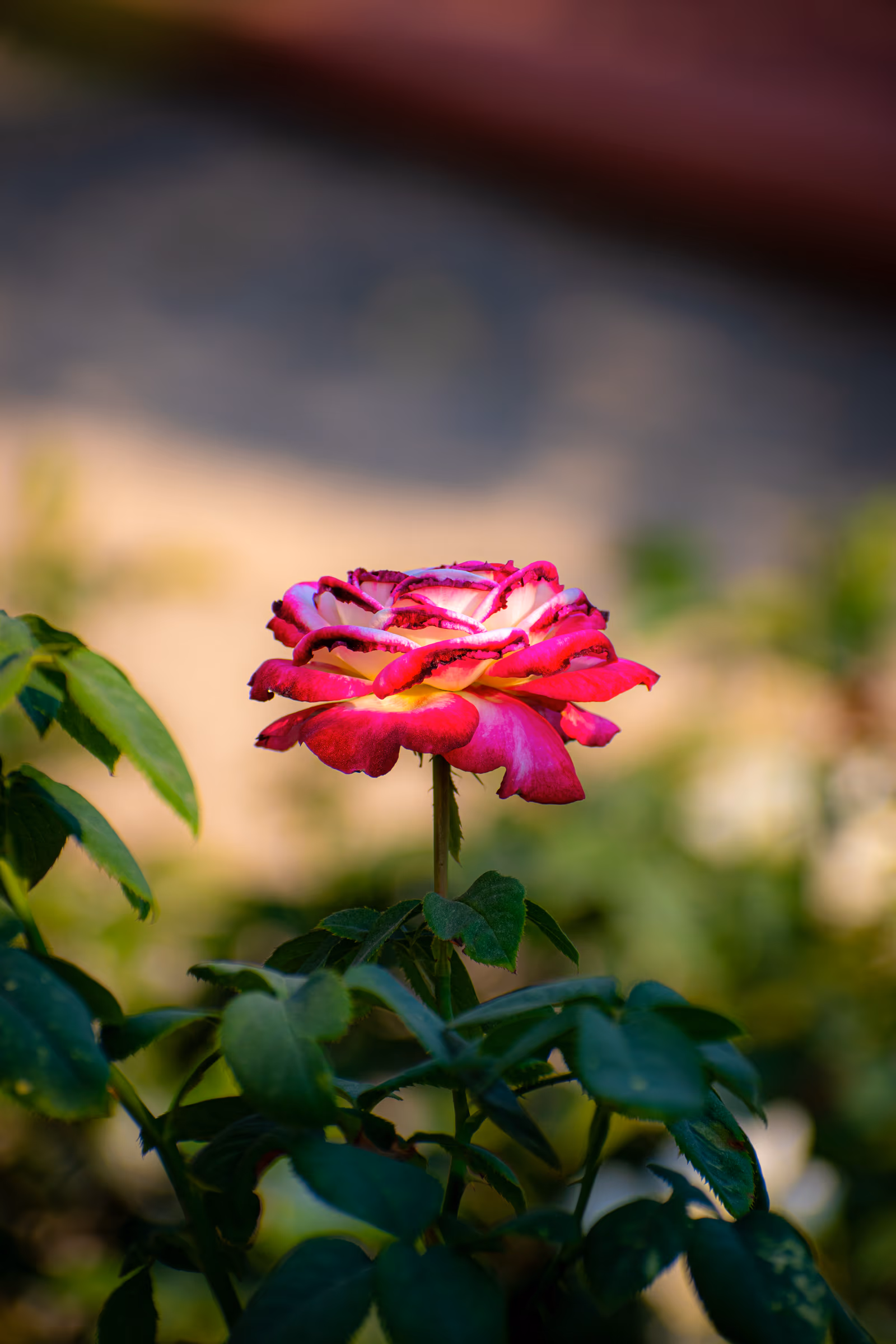 Single Rose