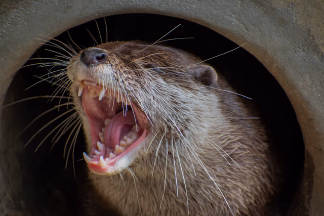 Otter Call