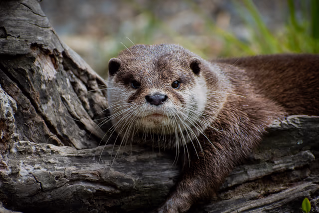 Otter at Rest