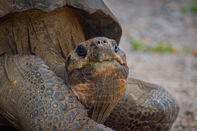 Giant Tortoise