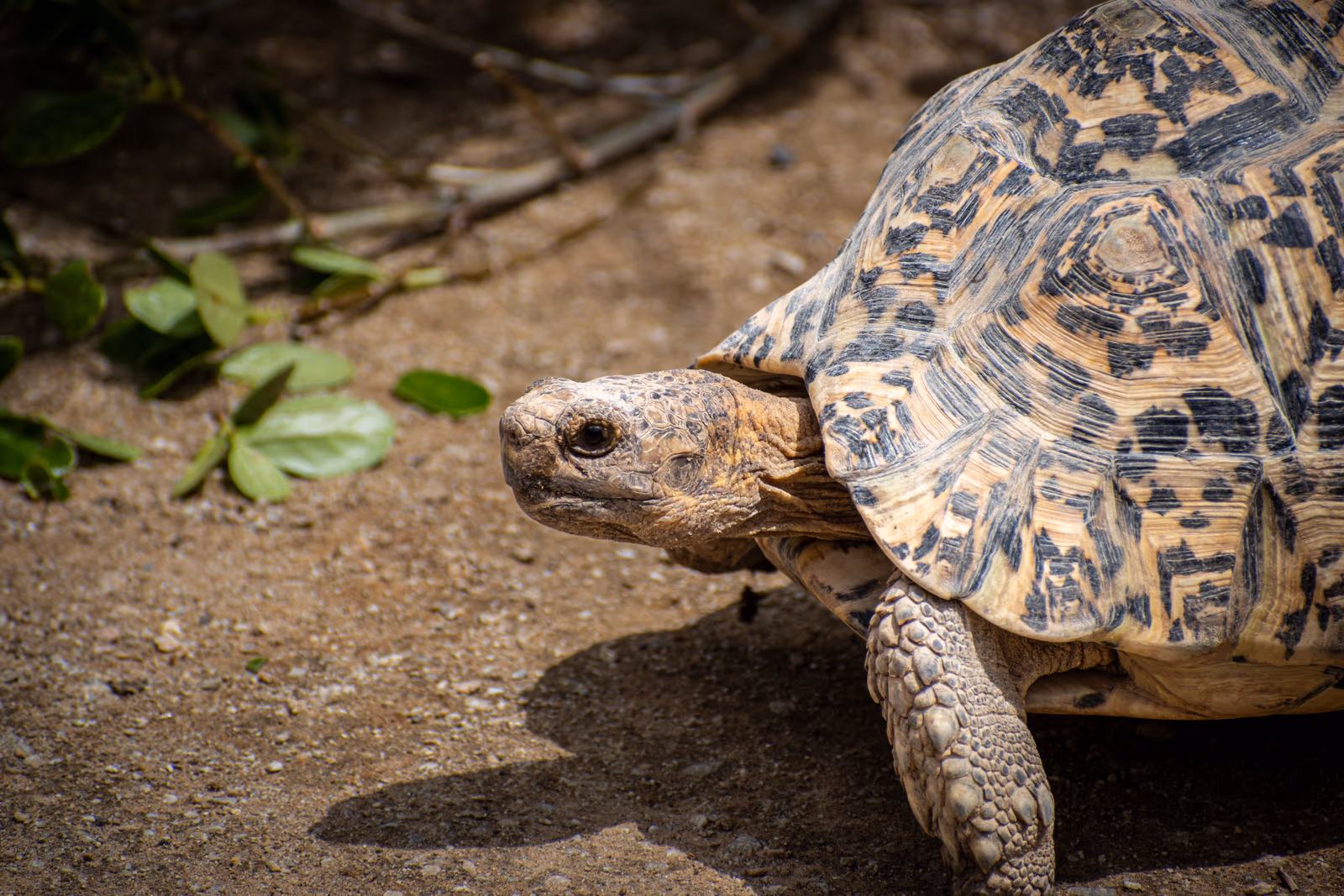 Leopard Tortoise