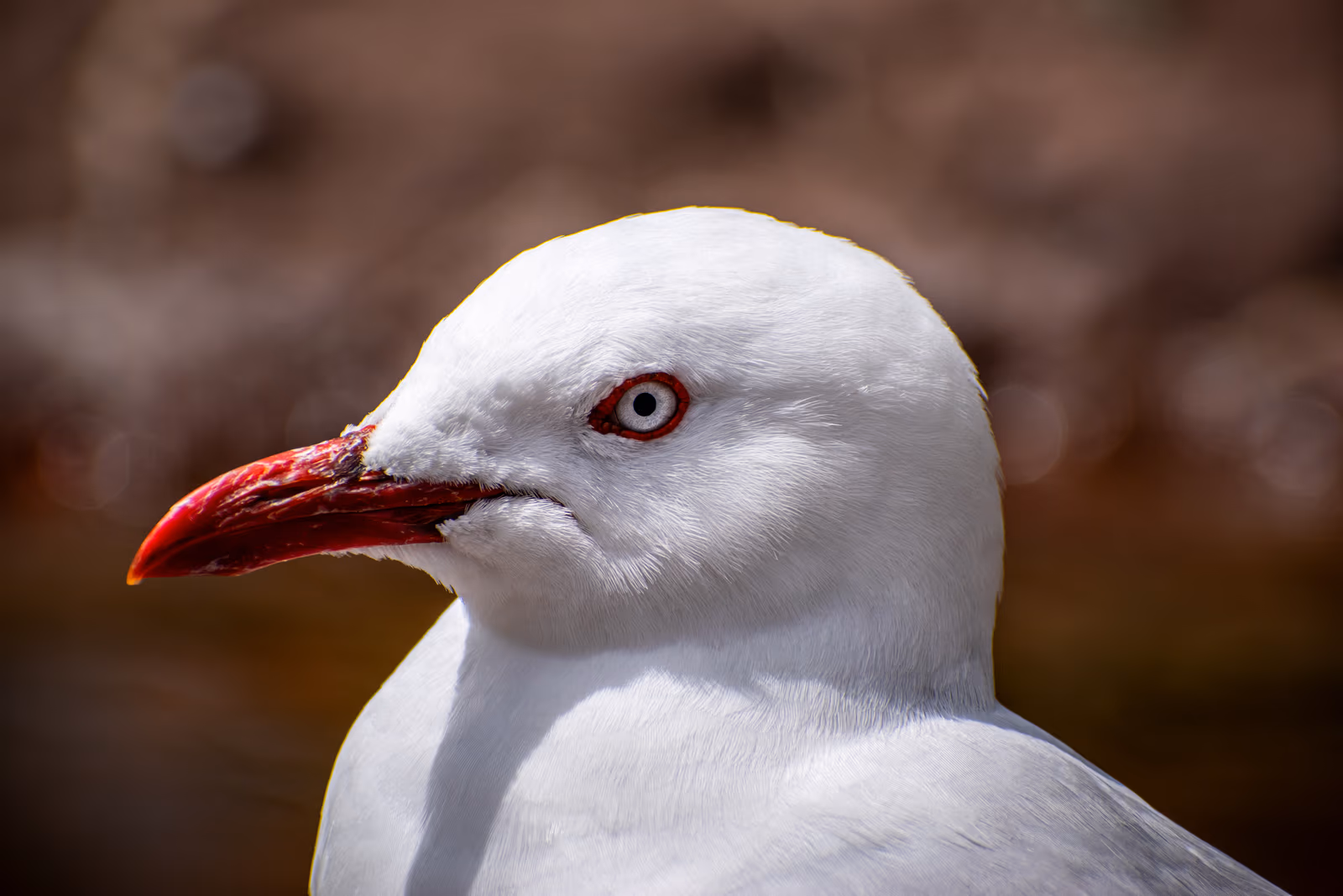 Gull Portrait