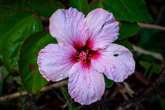 Hibiscus