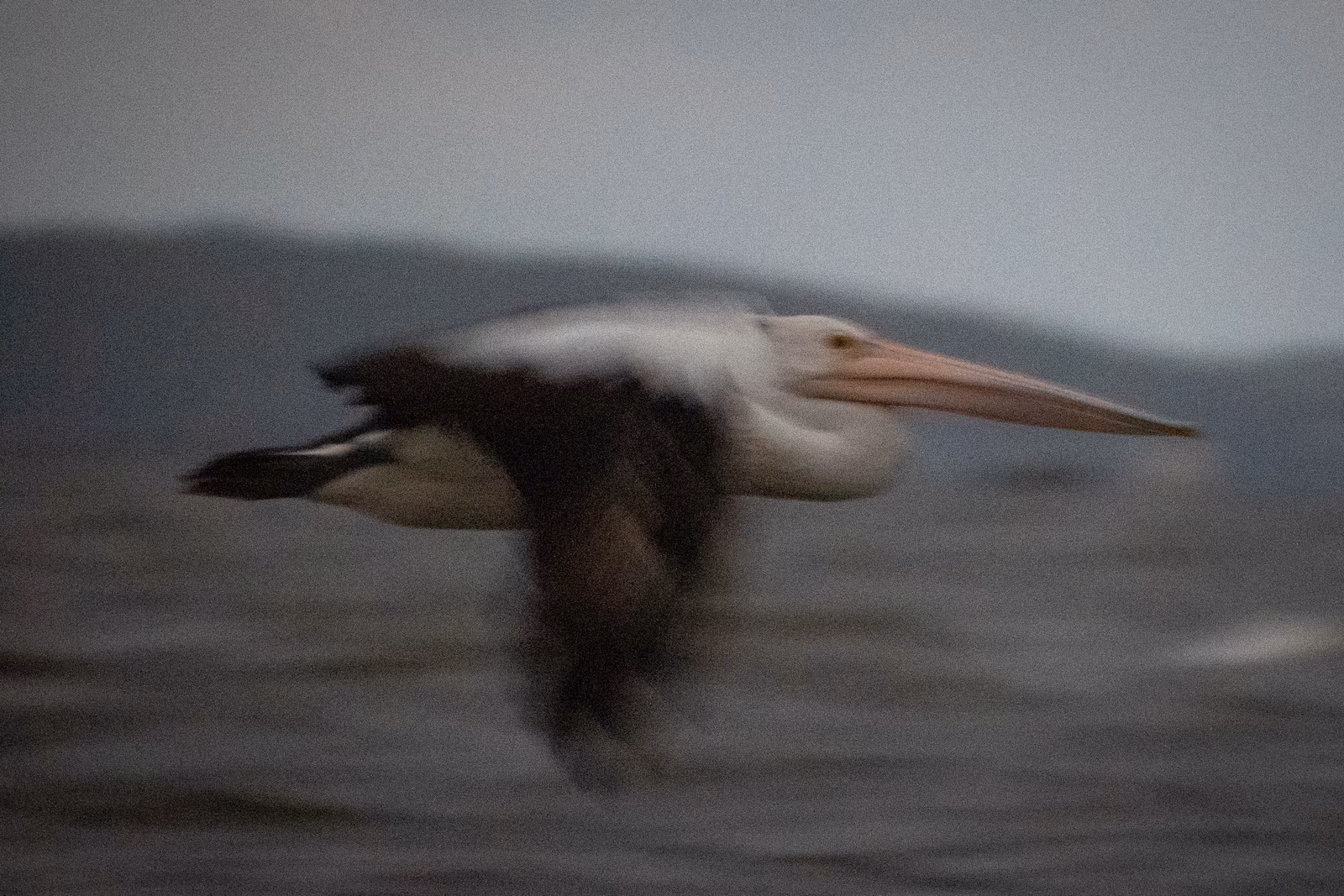 Pelican in Flight