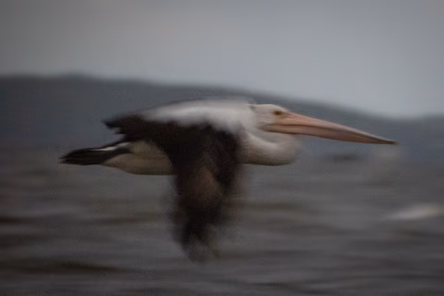 Pelican in Flight