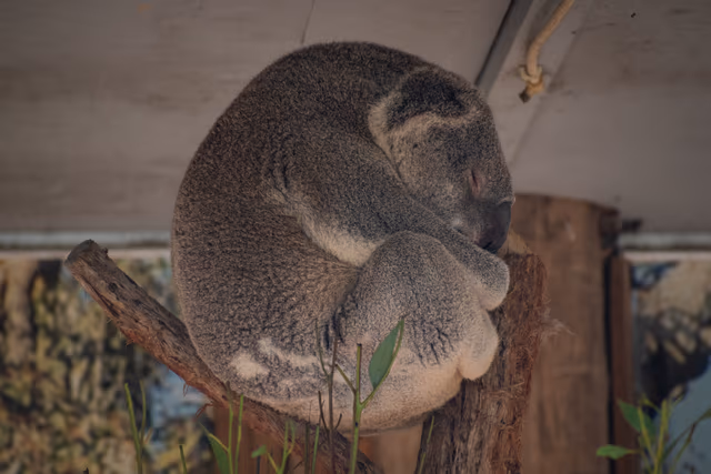 Sleeping Koala